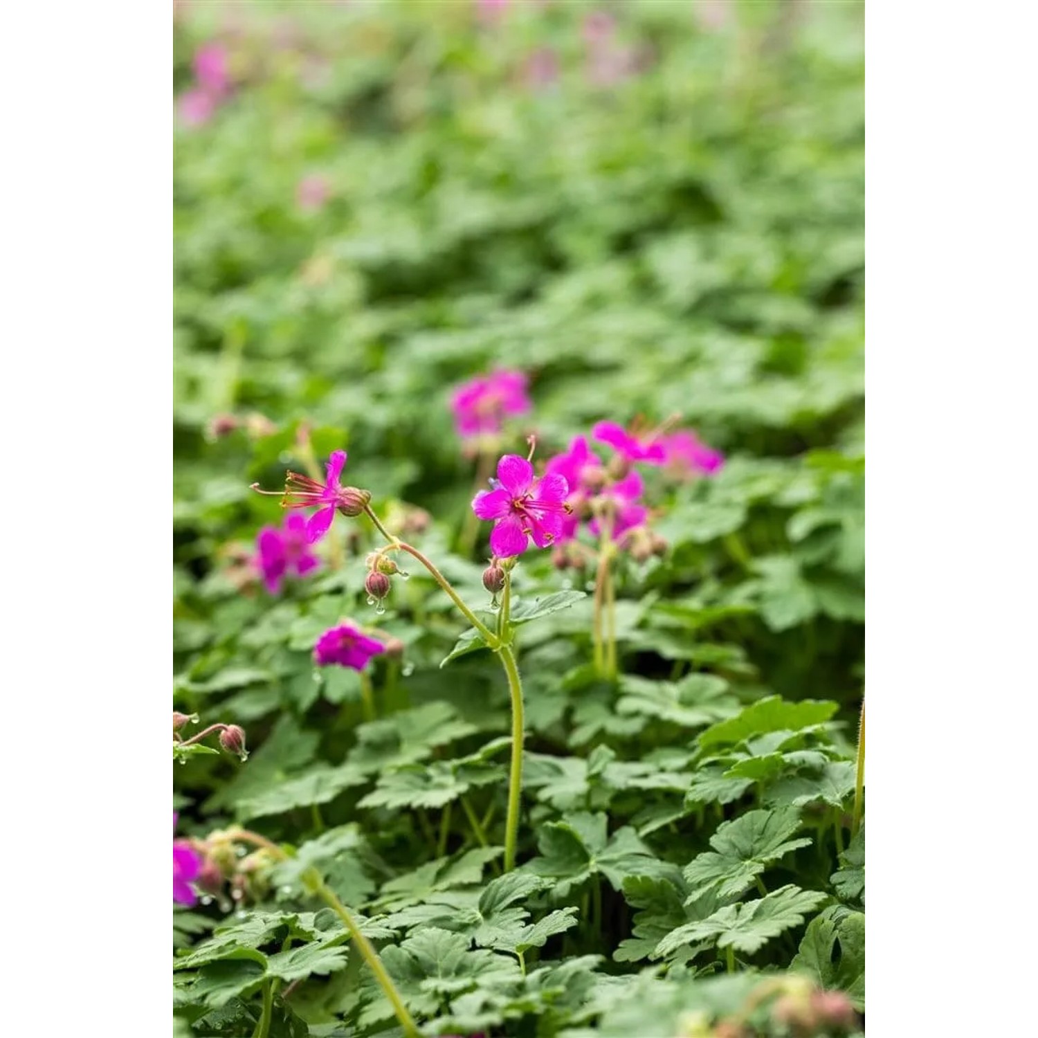 Felsen-Storchschnabel 'Czakor' mit rosa Blüten und grünen Blättern im 9x9 cm Topf.