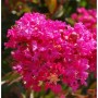 Nahaufnahme der pinkfarbenen Blüten der Chinesischen Kräuselmyrte Berry Dazzle.