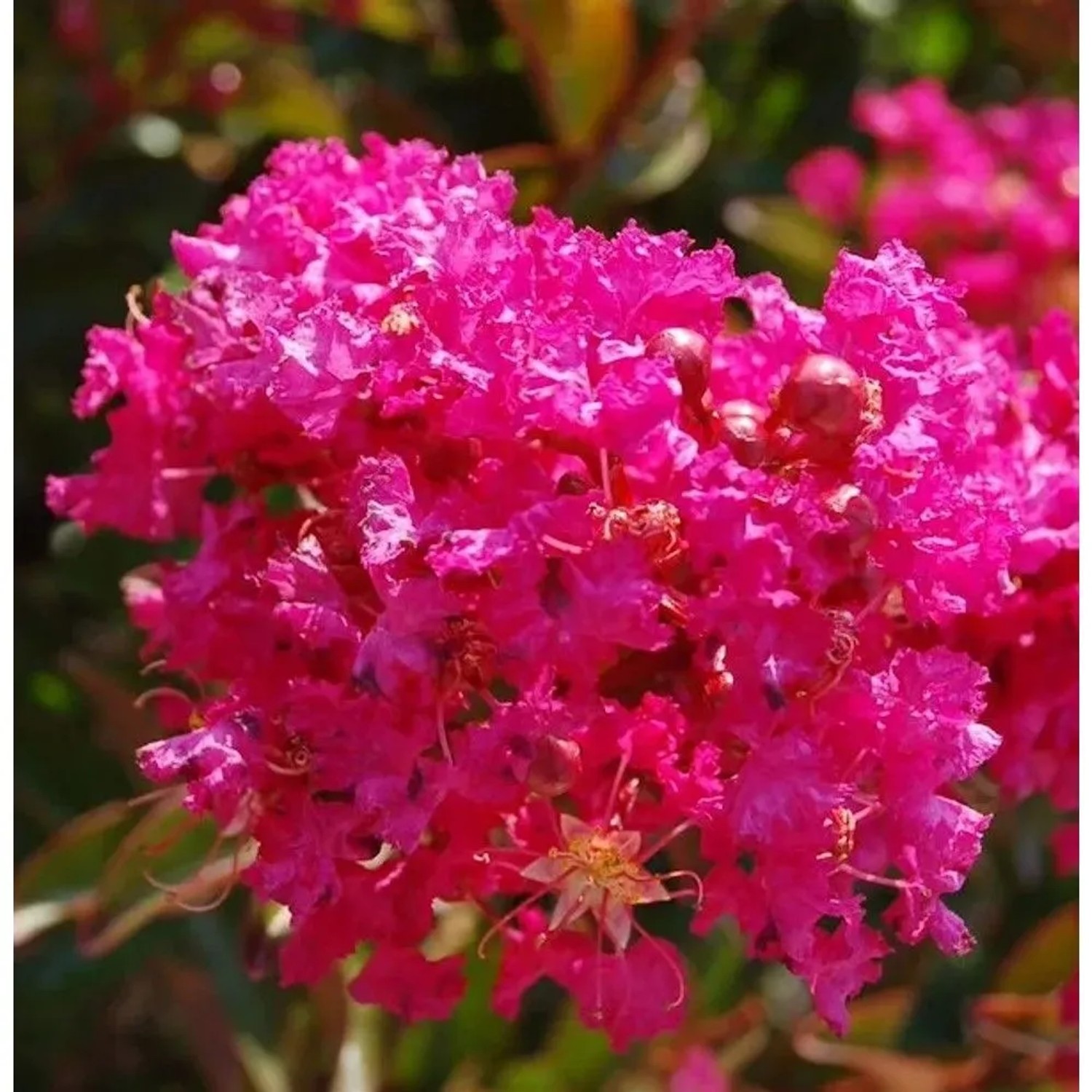 Hochstamm Chinesische Kräuselmyrte Berry Dazzle 80-100cm - Lagerstroemia indica