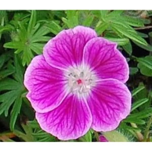 Nahaufnahme einer pinkfarbenen Storchenschnabel Elke (Geranium sanguineum) Blüte.