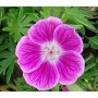 Nahaufnahme einer pinkfarbenen Storchenschnabel Elke (Geranium sanguineum) Blüte.