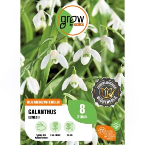 Galanthus elwesii Blumenzwiebeln, weiße Schneeglöckchen, 8 Stück. Frühlingsblüher für Beet und Garten.