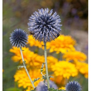 Nahaufnahme einer blauen Kugeldistel (Echinops bannaticus Taplow Blue) im Garten.