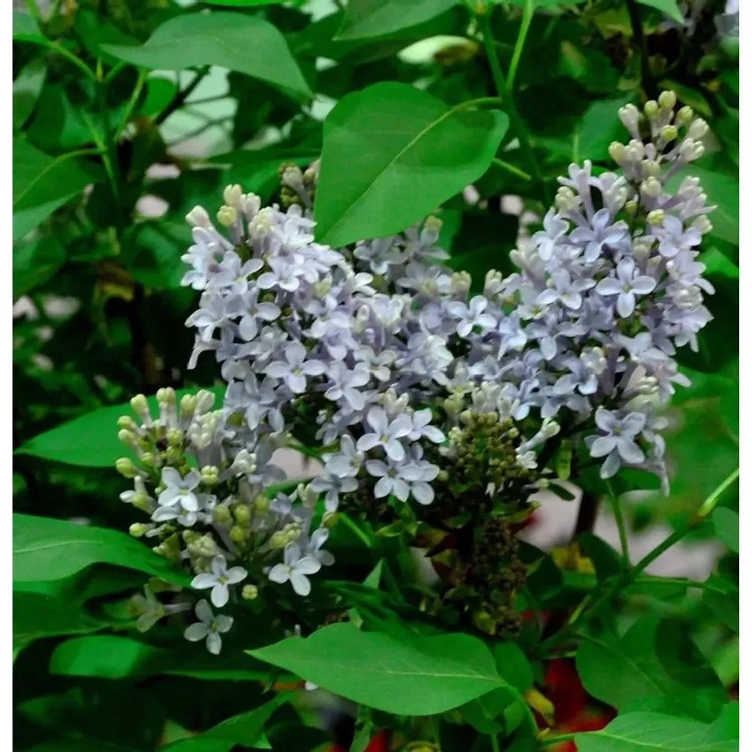 Edelflieder Amethyst - Kircher-Collection 40-60cm - Syringa vulgaris