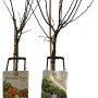 Zwei Wonder Tree Obstbäume (Apfel, Pflaume) im Topf, ca. 60-80 cm hoch.