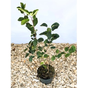 Baumfink Gemeine Felsenbirne als Topfpflanze 40-60cm