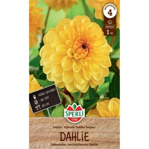 Sperli Dahlie Golden Scepter: Goldgelbe, dicht gefüllte Blüte, ideal als Schnittblume.
