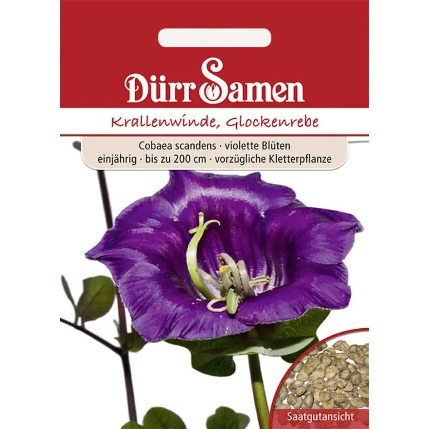 Dürr Samen Krallenwinde Glockenrebe Violett Einjährig Saatgut