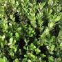 KENTIS Buxus Microphylla Faulkner H 60/70 cm Kugel Ø 45/50 cm Topf Ø 30 cm_3