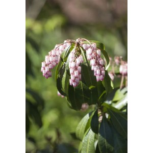 Nahaufnahme der Japanischen Lavendelheide mit rosa-weißen Blüten und grünen Blättern.