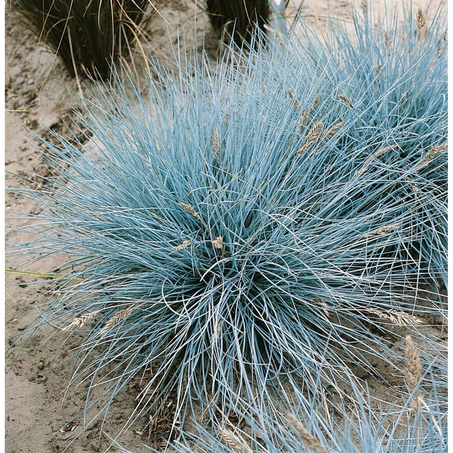 Festuca Cinerea Uchte Blauschwingel Ca. 9x9 cm Topf günstig online kaufen