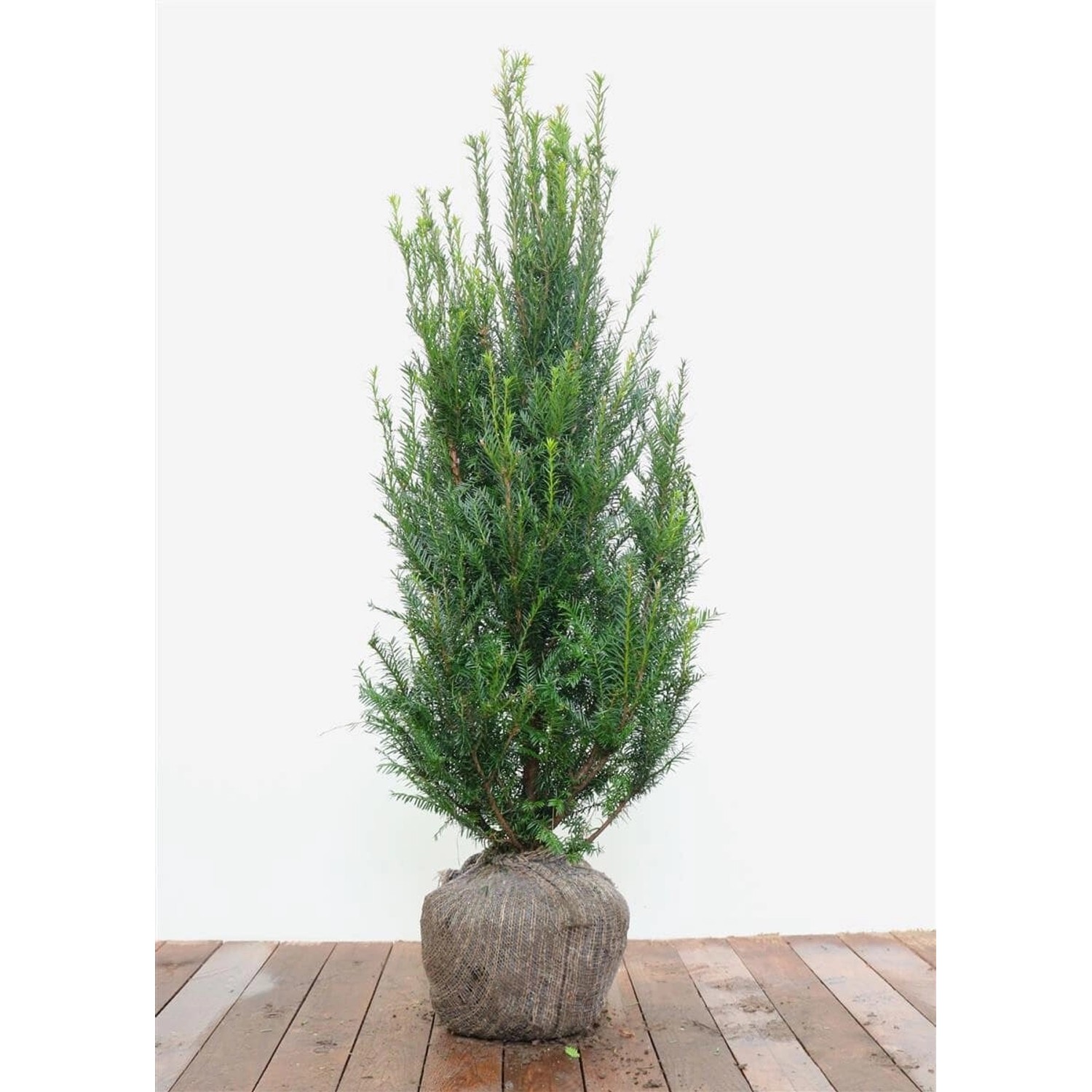Taxus baccata 100-125 cm günstig online kaufen