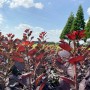 Baumfink Roter Perückenstrauch (Cotinus coggygria) mit dunkelroten Blättern im Garten.