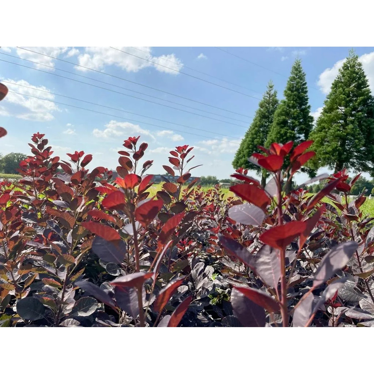 Baumfink Roter Perückenstrauch (Cotinus coggygria) mit dunkelroten Blättern im Garten.