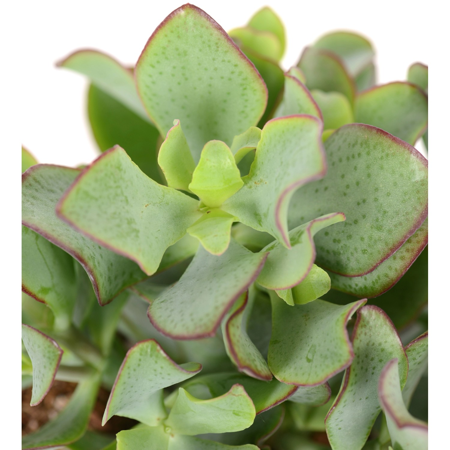 DutchLeafs Crassula Mix 5 Sukkulenten - Mini Dickblatt Pflanzen 5,5 Cm Topf
