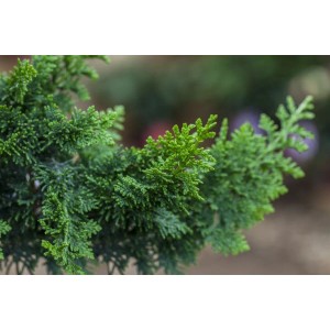 Chamaecyparis Obtusa Teddy Bear Hinoki-Scheinzypresse 25–30 cm