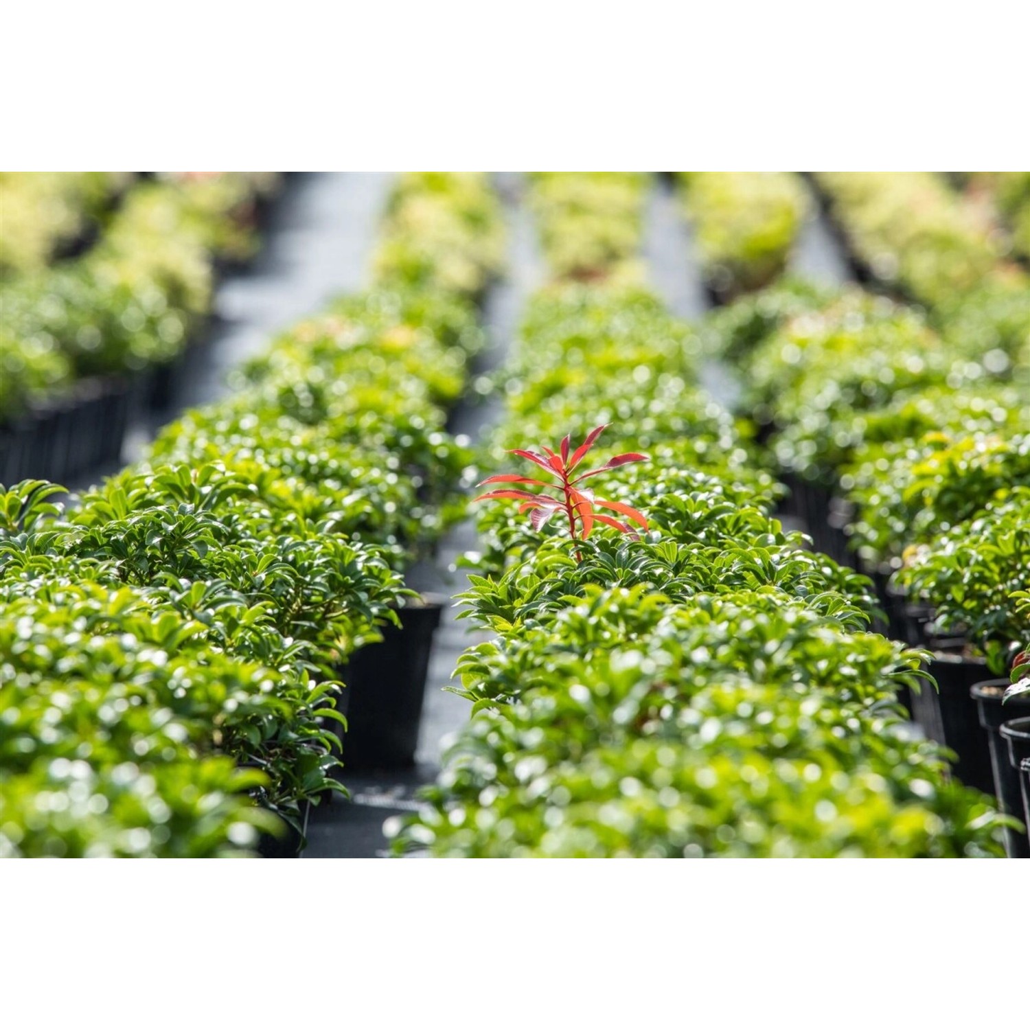 Pieris Japonica Bonfire Japanische Lavendelheide Rot 30–40 cm günstig online kaufen