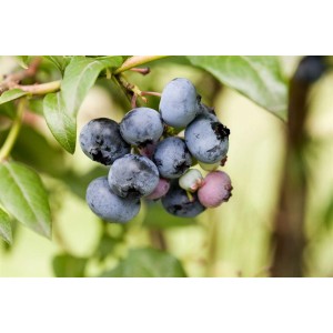Nahaufnahme von reifen, blauen Sierra Heidelbeeren am Strauch.