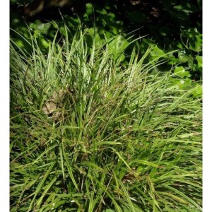 Weiß gestreifte Segge (Carex morrowii) im Topf, grüne Staude mit weißen Streifen.