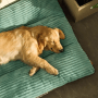 Schlafender Golden Retriever auf grünem Petsation Hundebett (60cm).