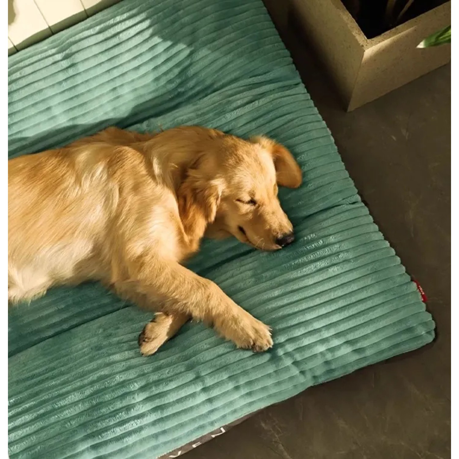 Schlafender Golden Retriever auf grünem Petsation Hundebett (60cm).