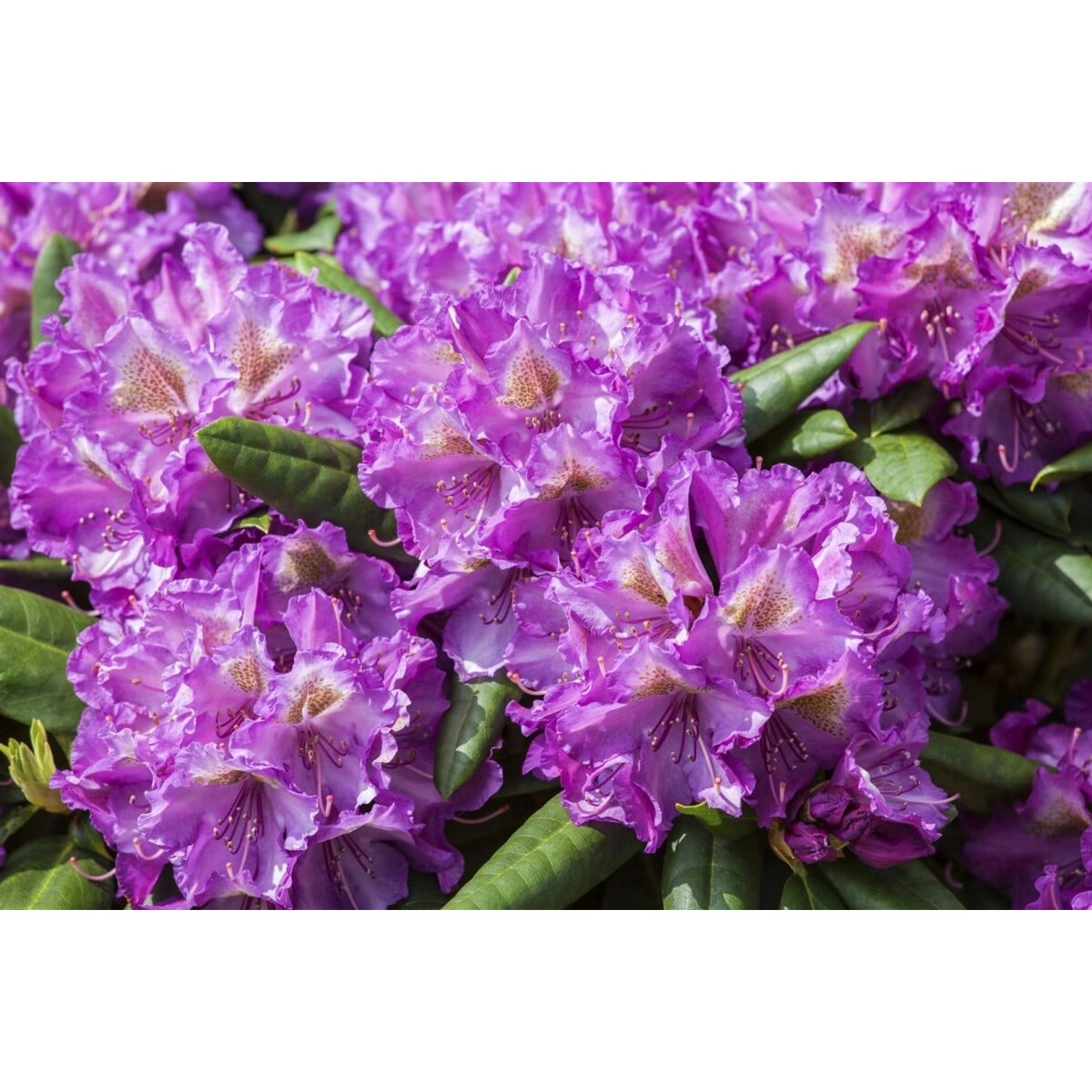Rhododendron Yakushimanum Bohlkens Lupinenberg Rosa 40–50 cm günstig online kaufen