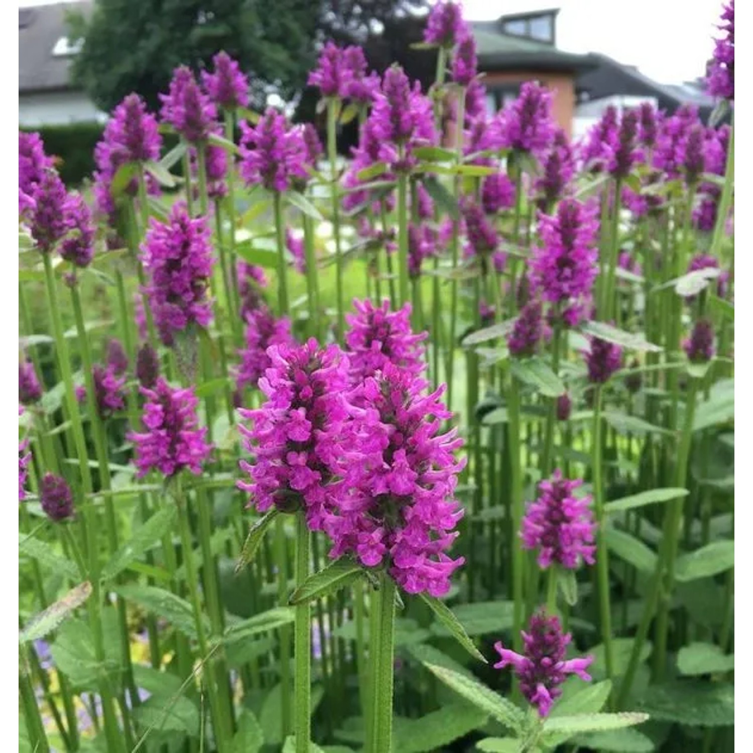 Großblumiger Lilaroter Ziest - Betonica hirsuta