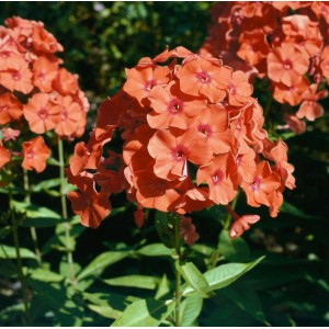 Leuchtend orangefarbener Sommerphlox (Phlox paniculata 'Orange Perfection') im Detail.
