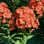 Leuchtend orangefarbener Sommerphlox (Phlox paniculata 'Orange Perfection') im Detail.