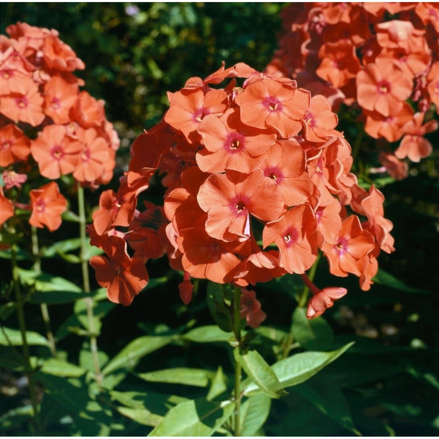 Phlox Paniculata Orange Perfection Hoher Sommerphlox Ca. 11x11 cm Topf günstig online kaufen