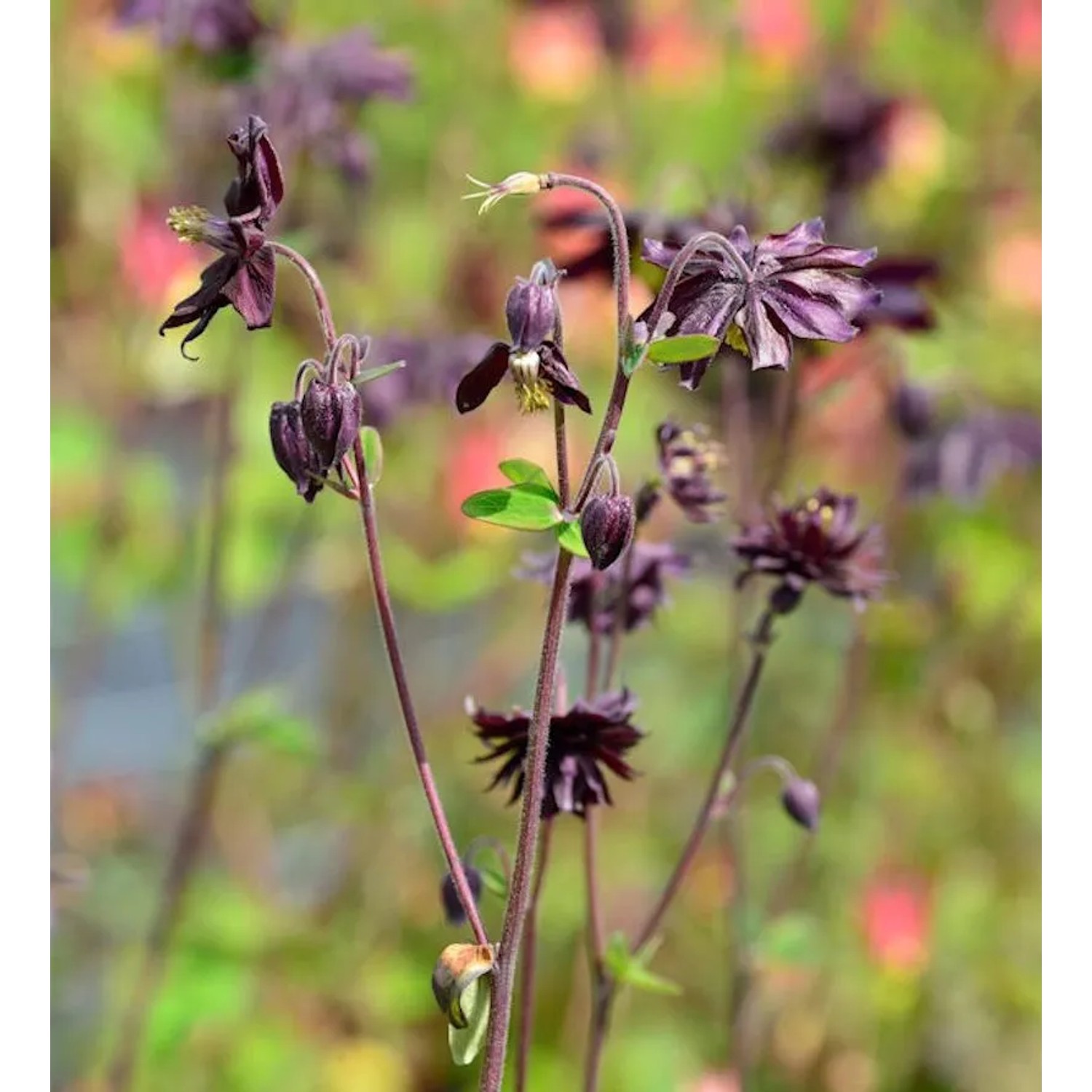 Akelei Black Barlow - Aquilegia vulgaris