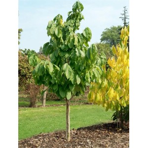 Junge Indianerbanane (Asimina Triloba), 40-60 cm hoch, mit grünen Blättern im Garten.
