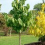 Junge Indianerbanane (Asimina Triloba), 40-60 cm hoch, mit grünen Blättern im Garten.