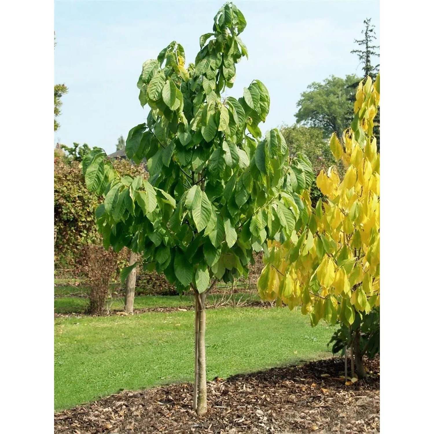 Junge Indianerbanane (Asimina Triloba), 40-60 cm hoch, mit grünen Blättern im Garten.