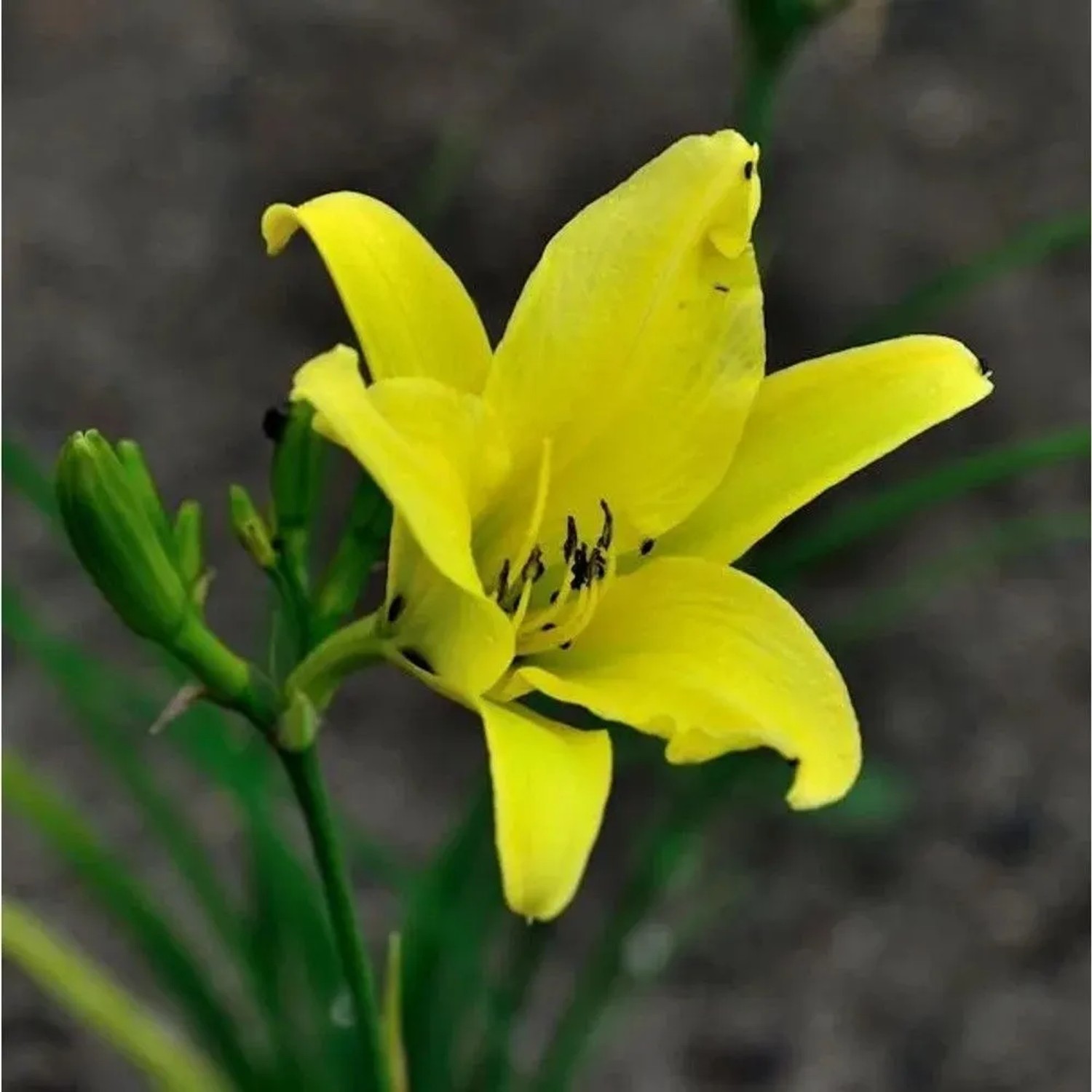 Taglilie Hyperion - Hemerocallis cultorum