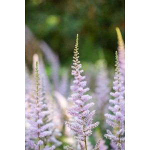 Nahaufnahme der zartrosa Blütenstände einer Zwerg-Astilbe (Astilbe chinensis var. pumila).