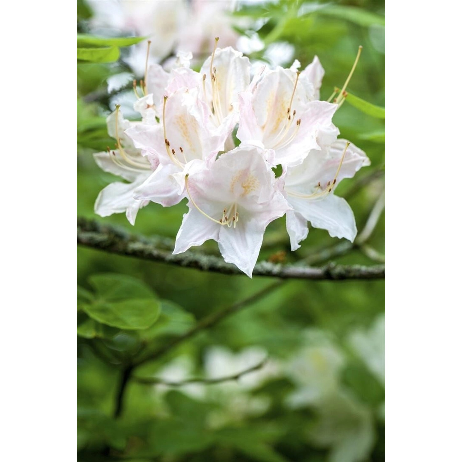 Rhododendron Luteum Whitethroat Gelb 40–50 cm günstig online kaufen