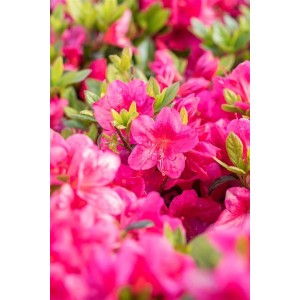 Leuchtend roter Rhododendron Little Red, buschiger Strauch mit grünen Blättern und Blüten.