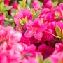 Leuchtend roter Rhododendron Little Red, buschiger Strauch mit grünen Blättern und Blüten.