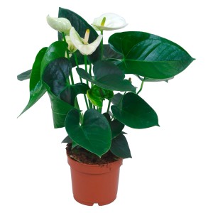 Weiße Anthurie (Flamingoblume) im Topf, ca. 12 cm Ø. Zimmerpflanze mit grünen Blättern.