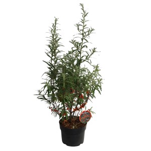 Sanddorn Sirola im Topf, ca. 30-40 cm hoch, mit orange-roten Beeren.