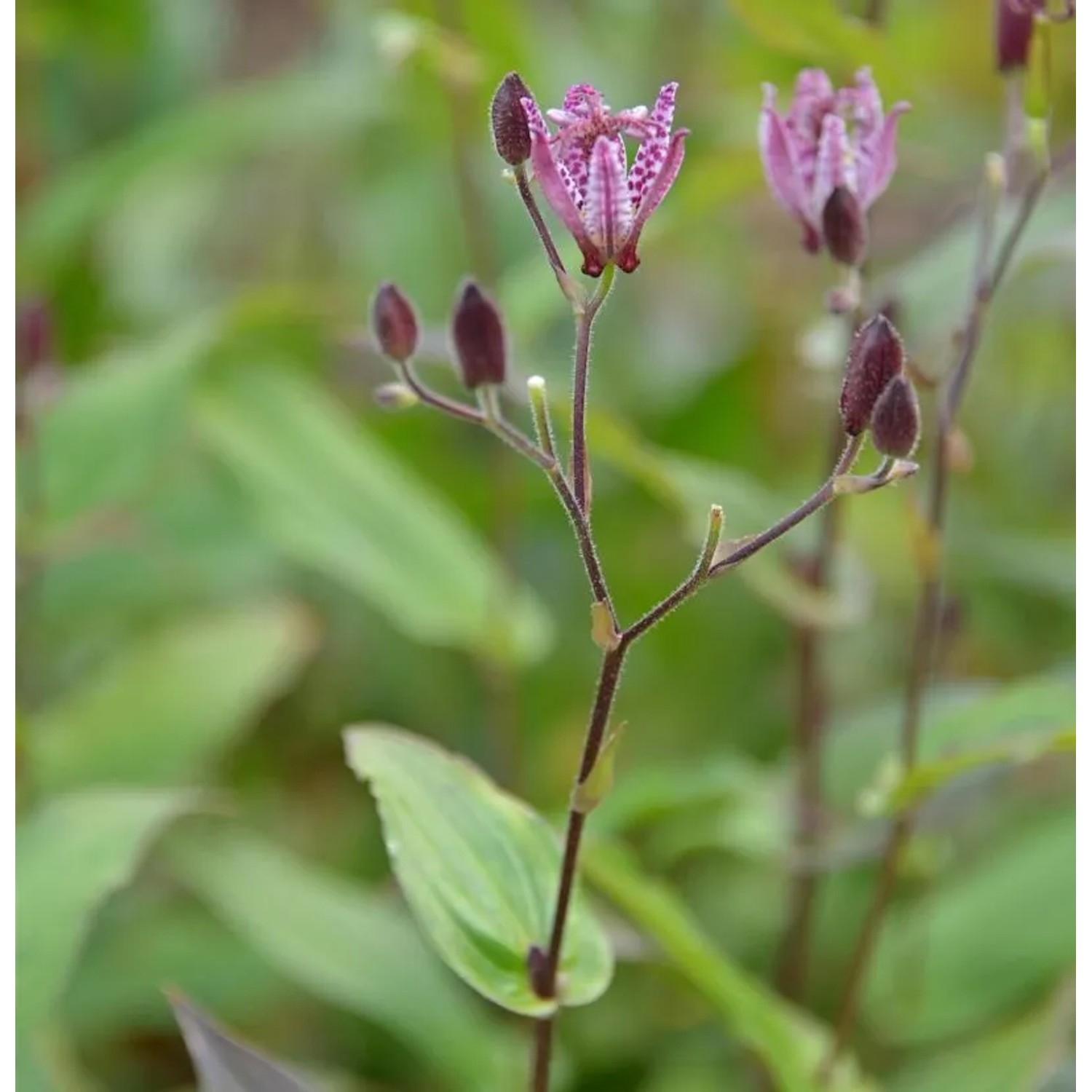 Krötenlilie Dark Form - Tricyrtis cultorum