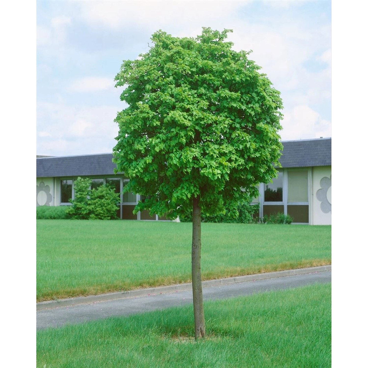 Tilia Cordata Green Globe Winterlinde Kompakt 180 cm Stammhöhe günstig online kaufen
