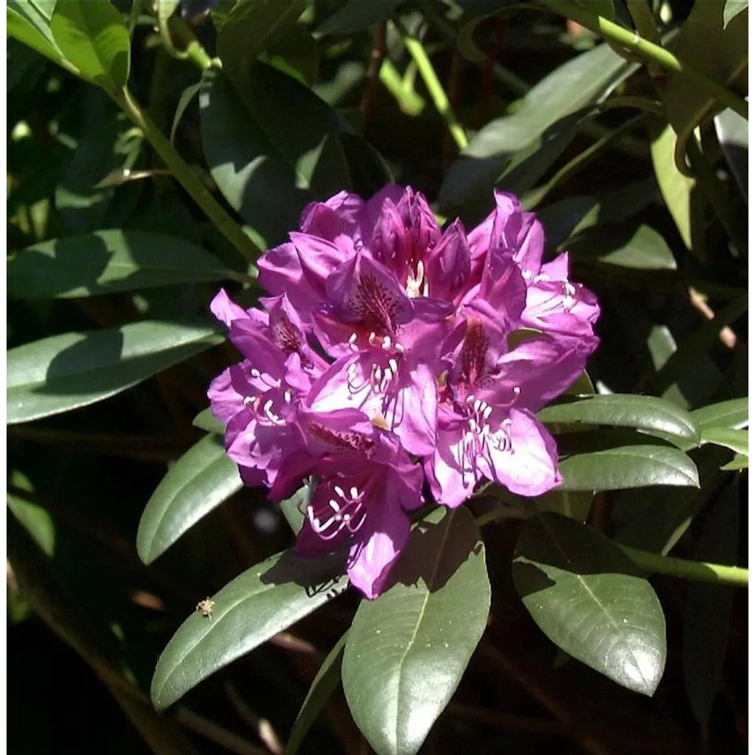 Großblumige Rhododendron Blue Print 25-30cm - Alpenrose