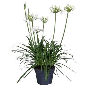 Schmucklilie Summer Love Weiß im Topf, ca. 40cm hoch. Elegante Kübelpflanze für Garten und Terrasse.
