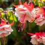 Blühende Fuchsie (Fuchsia Hybriden) mit rot-weißen Blüten, ca. 30 cm hoch.