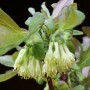 Blühende Heckenkirsche Eisbär (Lonicera kamtschatica) mit gelblich-weißen Blüten.