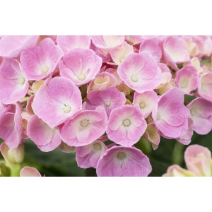 Nahaufnahme einer rosa Bauernhortensie (Hydrangea Macrophylla) mit zarten Blütenblättern.