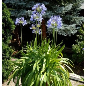 Liebesblume Schmucklilie  - großer Topf - Agapanthus africanus