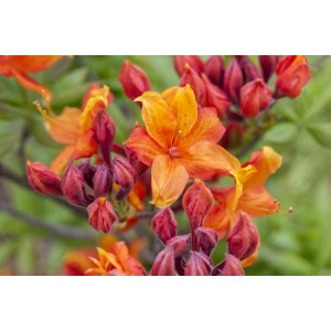 Nahaufnahme des gelb-orangen Rhododendron Luteum Sunny Boy mit Blüten und Knospen.